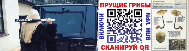 купить наркотик  Бежецк  Галлюциногенные грибы MAGIC MUSHROOMS 